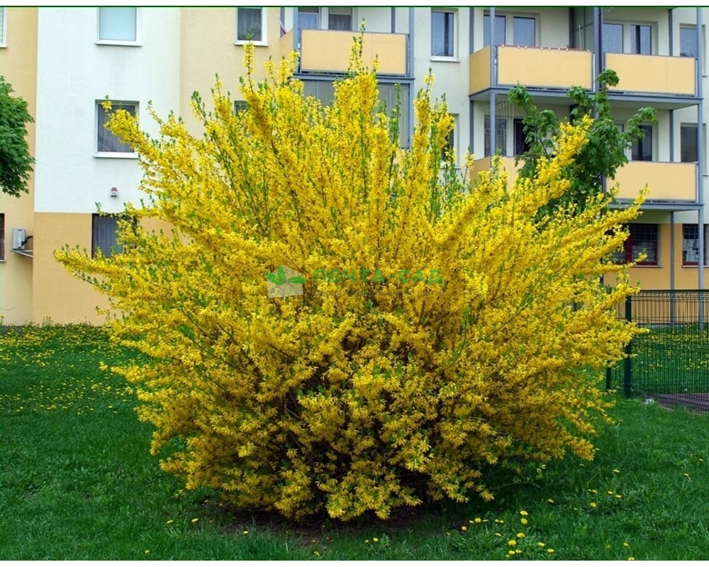 Форзиция европейская