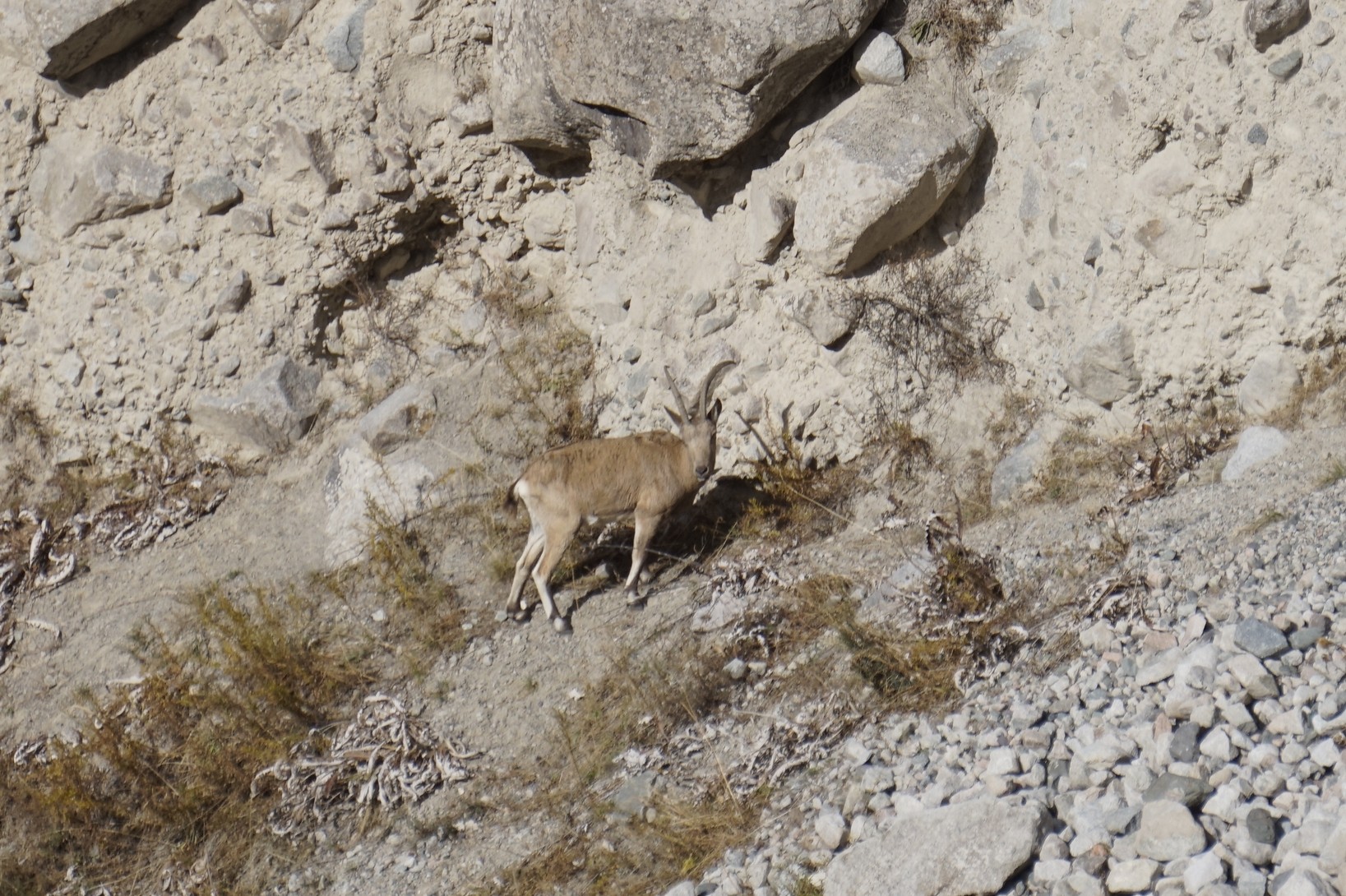 Сосна горная