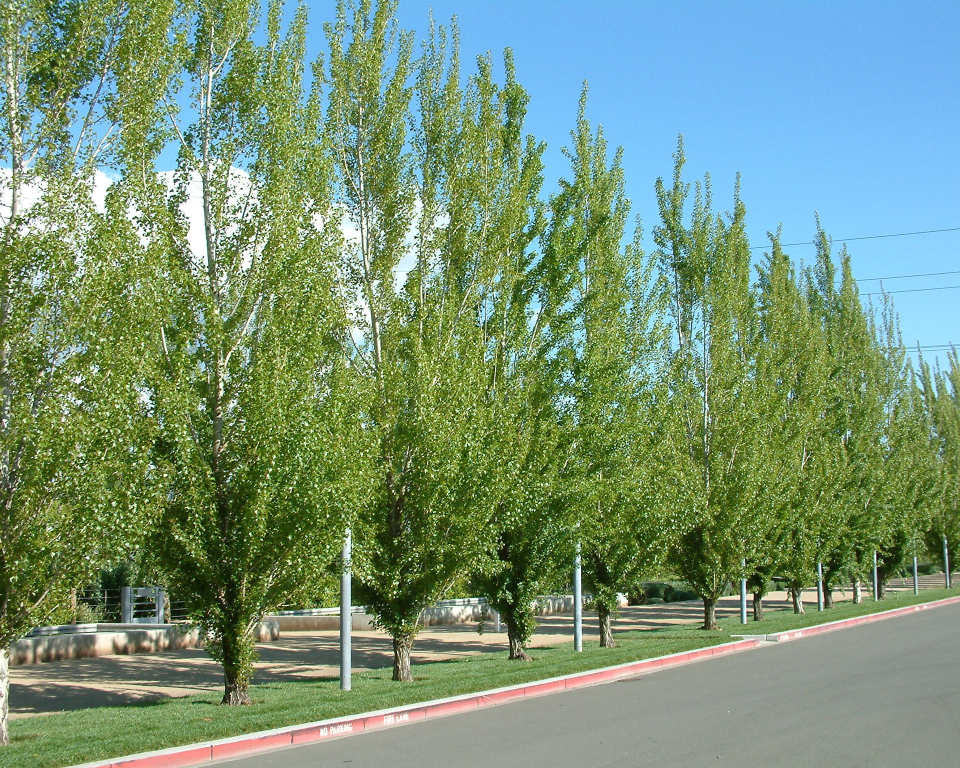 Тополь берлинский