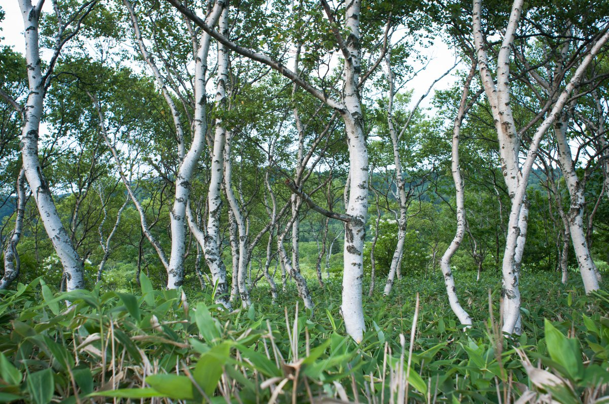 Береза Эрмана