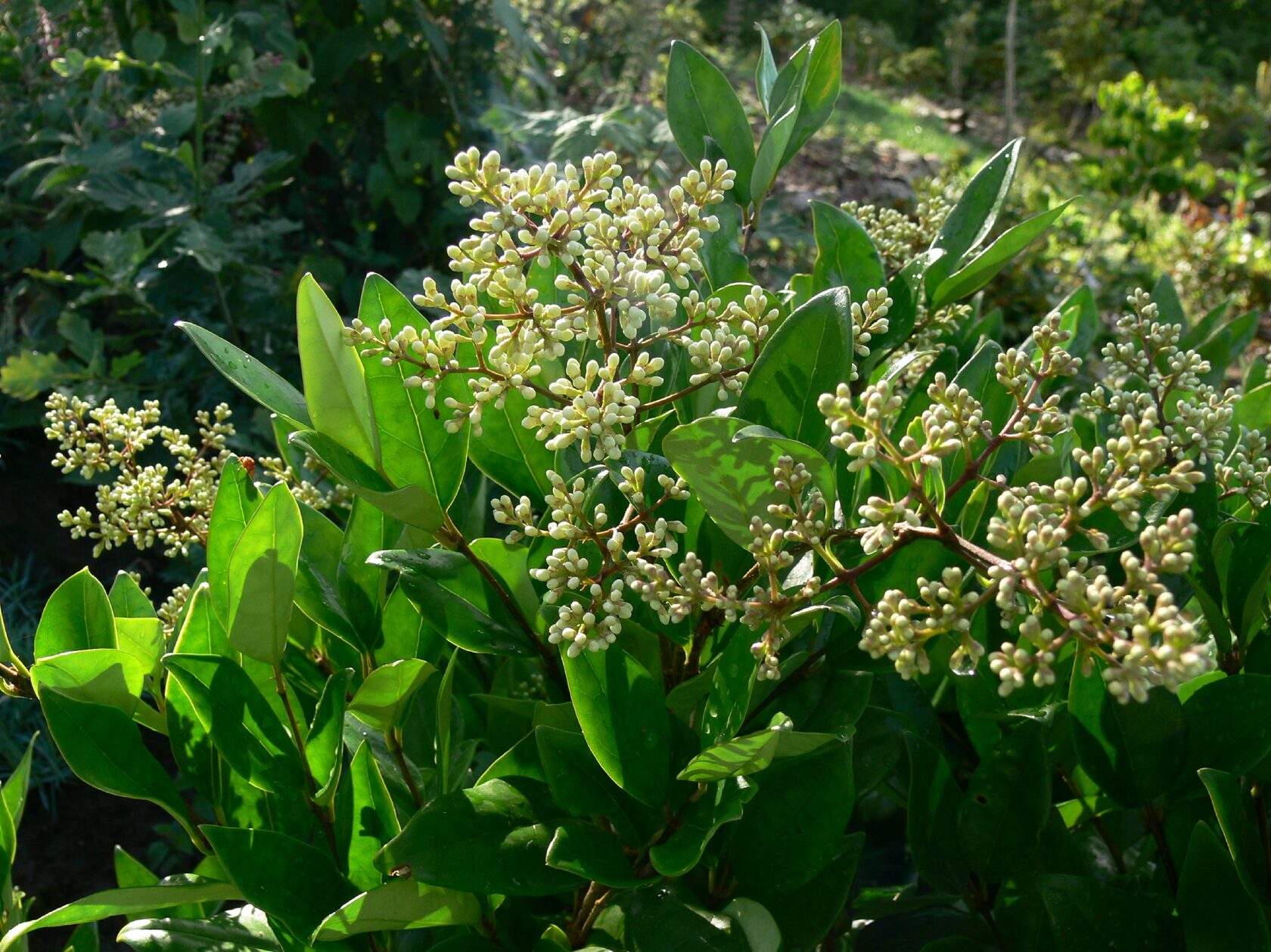 Бирючина японская Бирючина японская