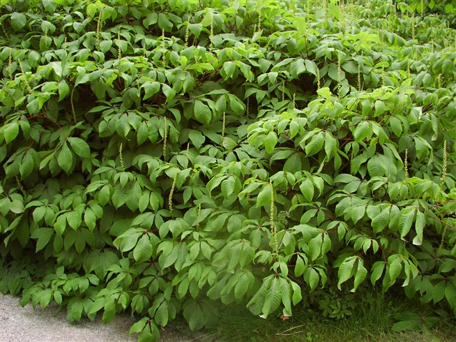 Каштан конский мелкоцветковый