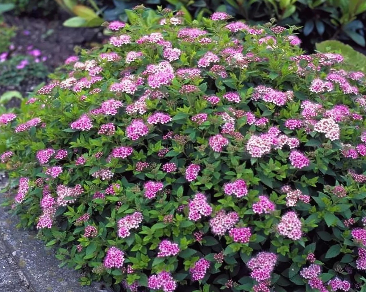 Спирея японская