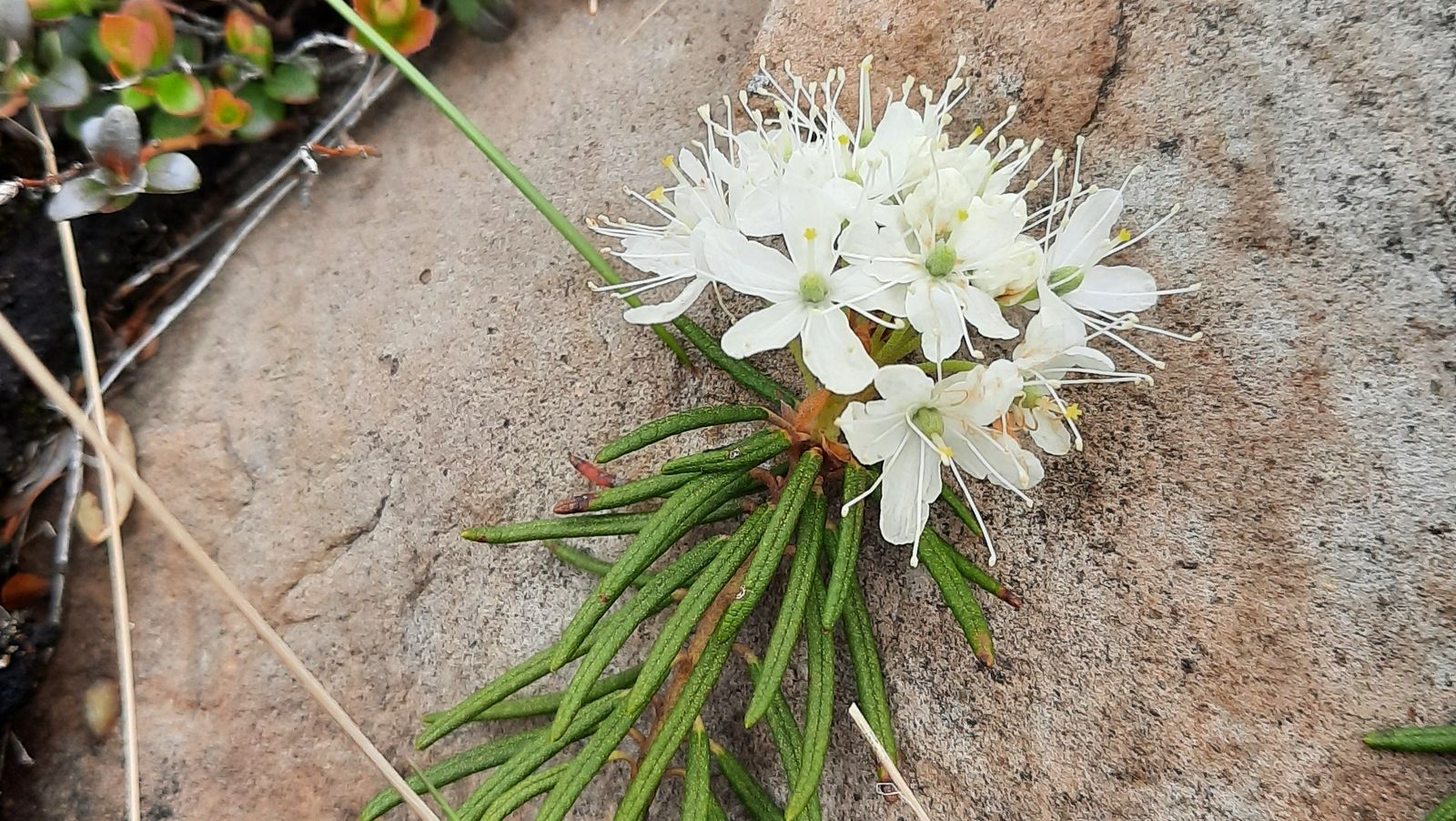 Багульник крупнолистный