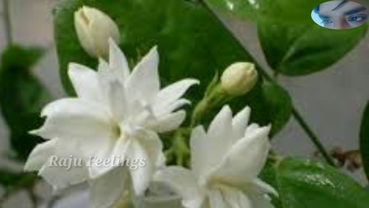 Жасмин самбак