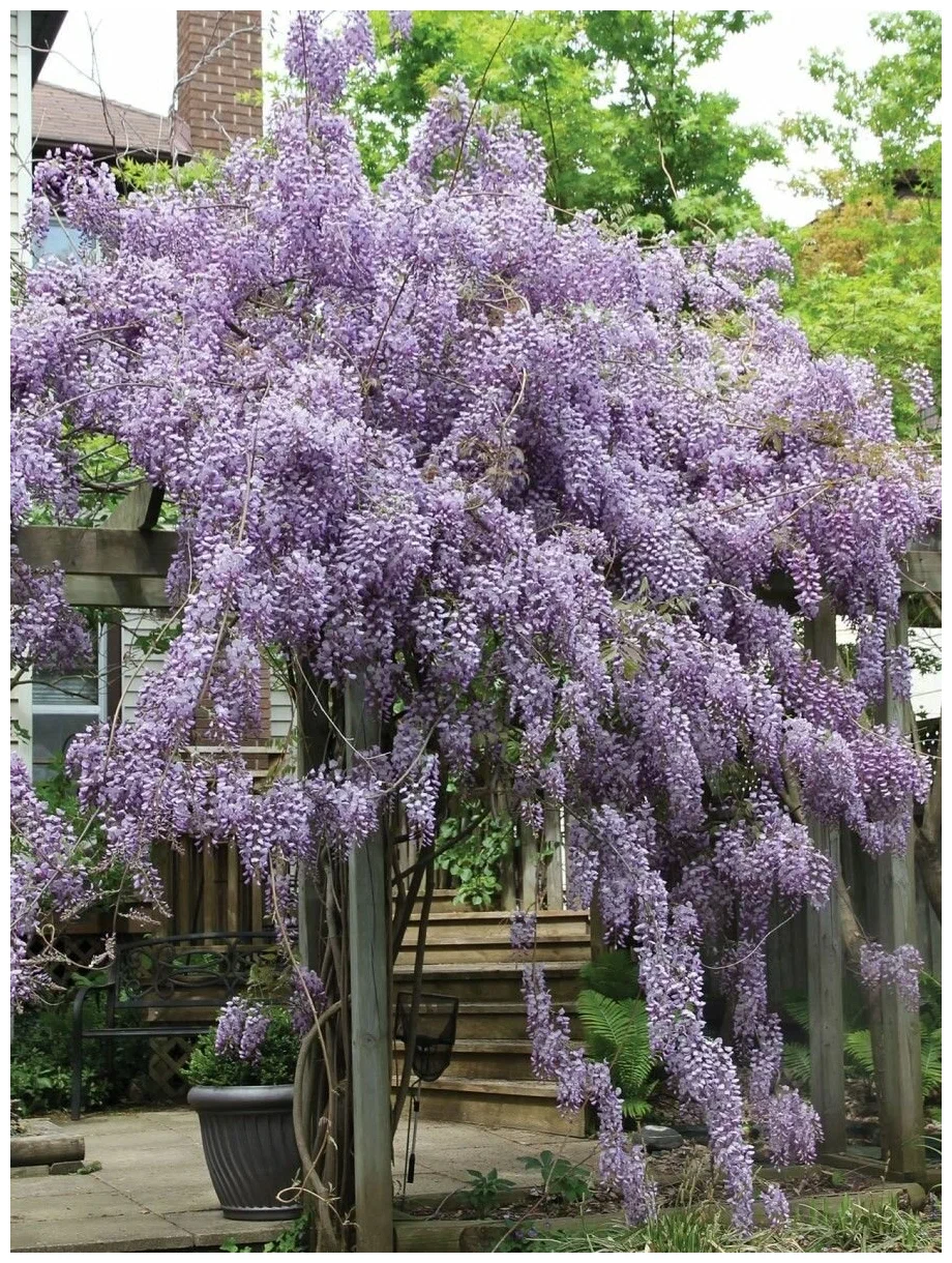 Глициния макростахия