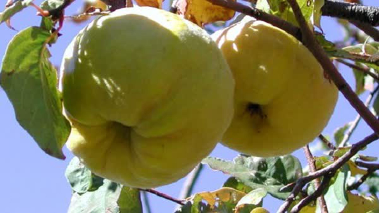 Айва яблоковидная