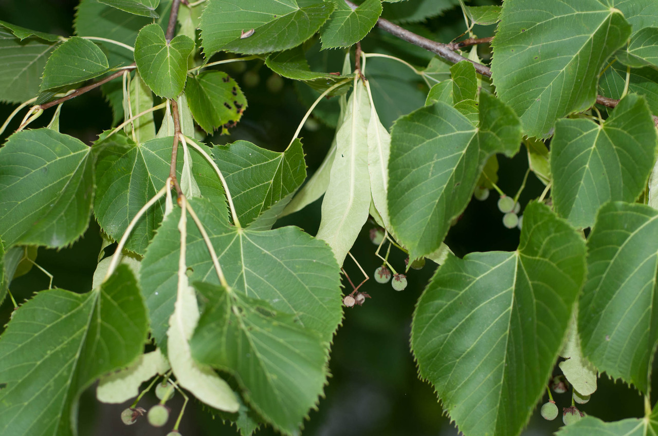 Липа серебристая Липа серебристая