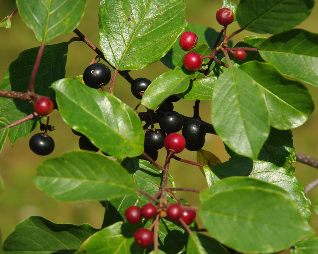 Крушина американская