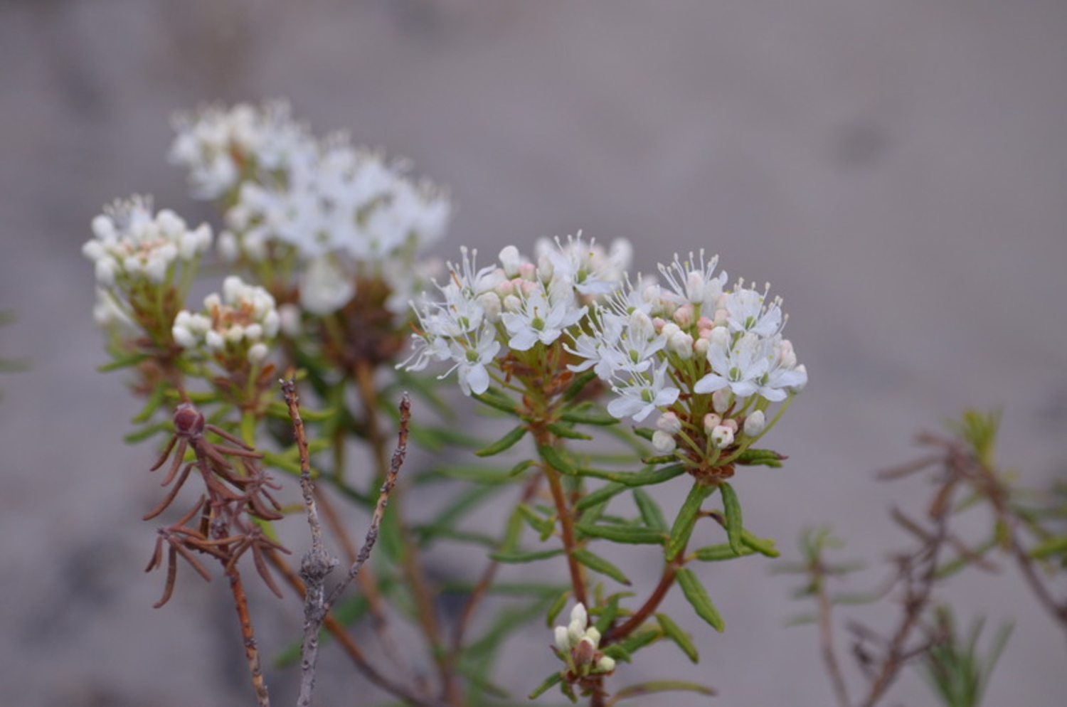 Багульник стелющийся Багульник стелющийся