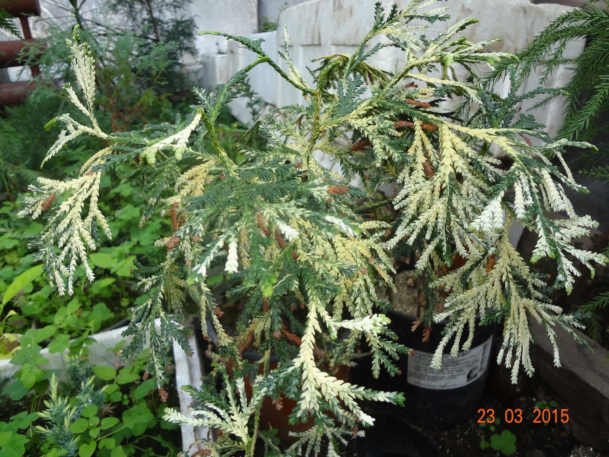 Туевик Туевик