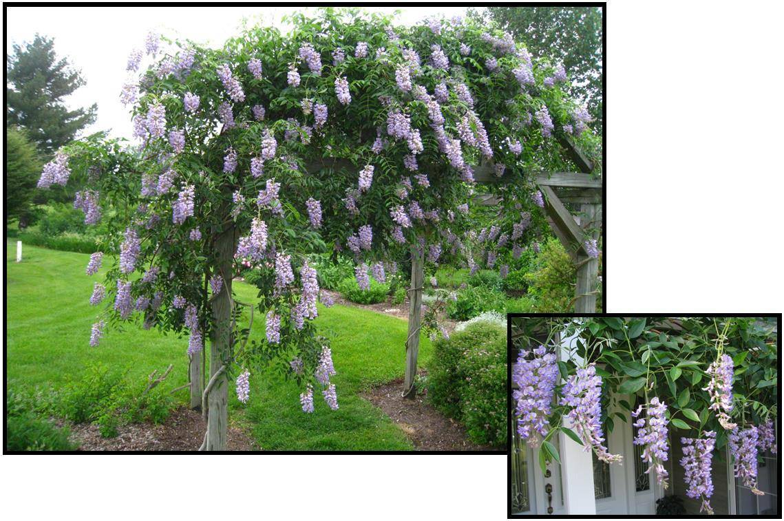 Глициния обильноцветущая Глициния обильноцветущая