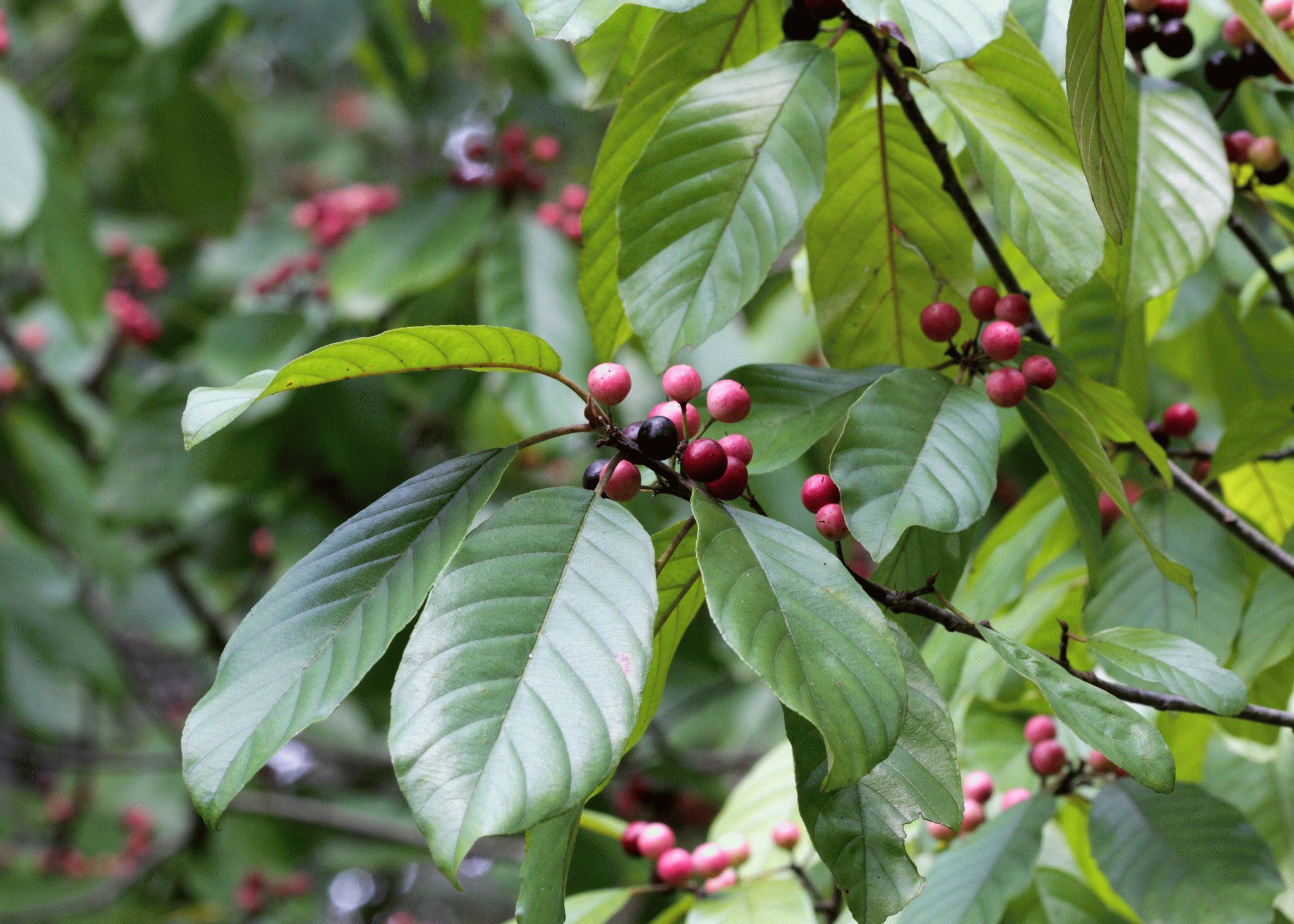 Крушина американская