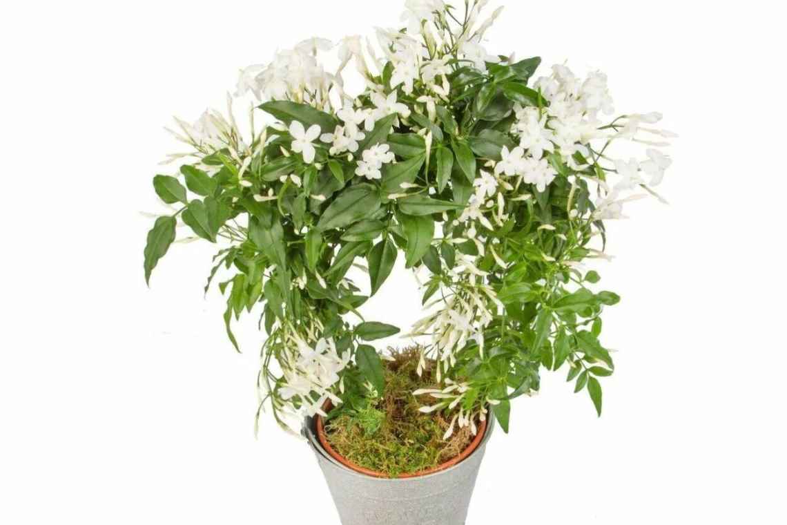 Жасмин многоцветковый Жасмин многоцветковый