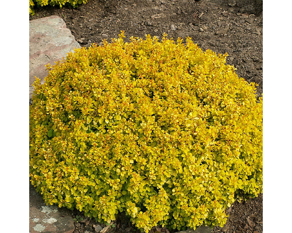 Барбарис Тунберга