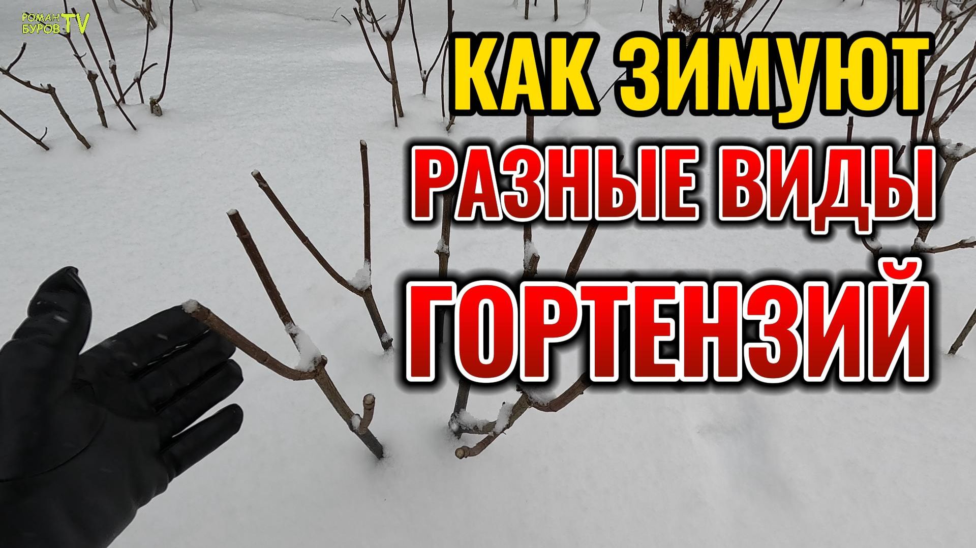 Багульник крупнолистный