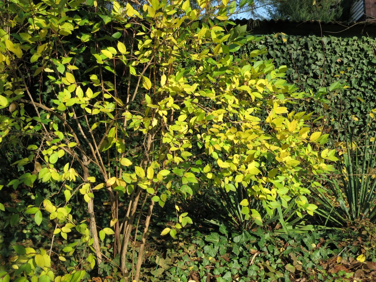 Жимолость золотистая