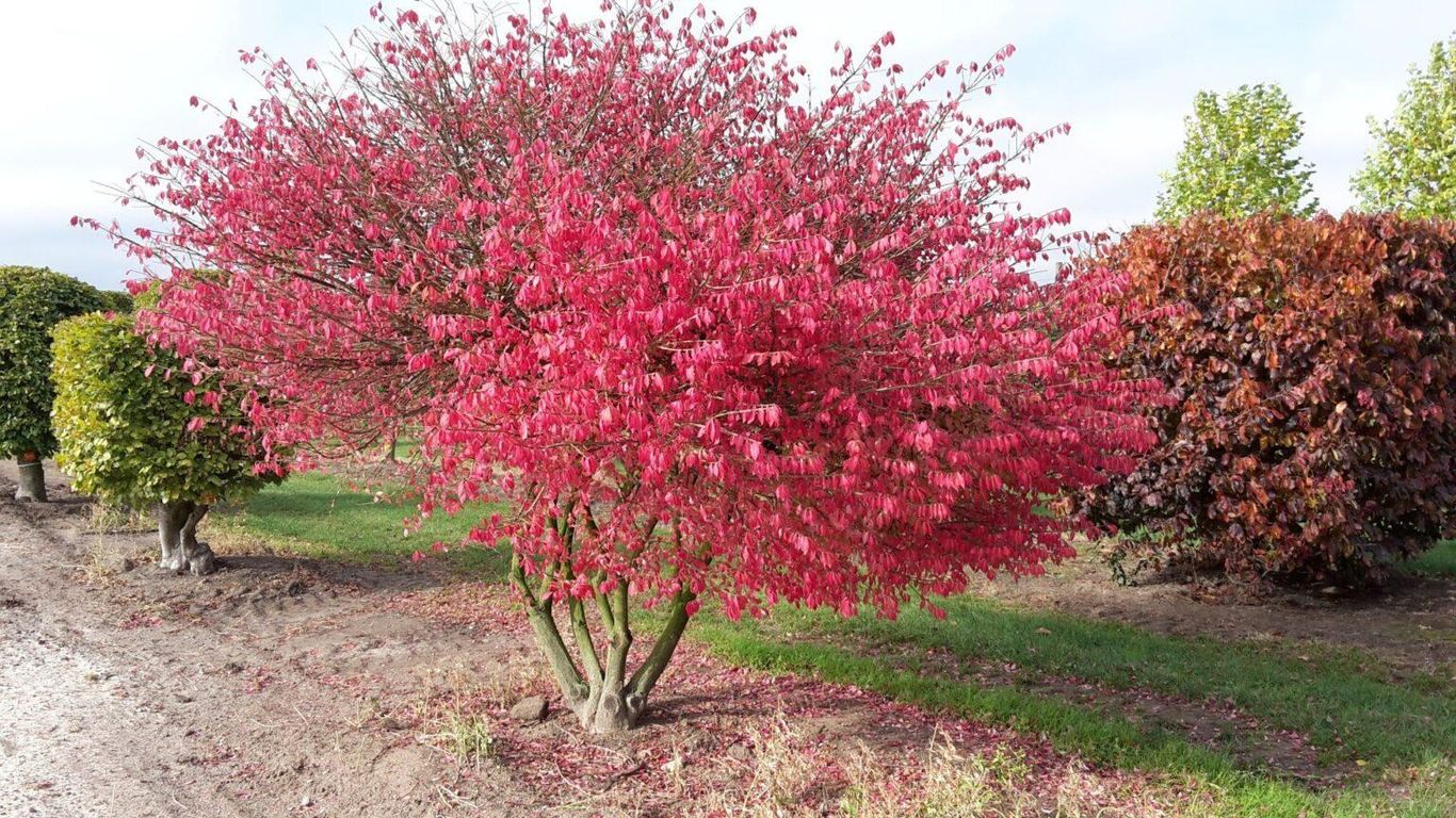 Бересклет европейский