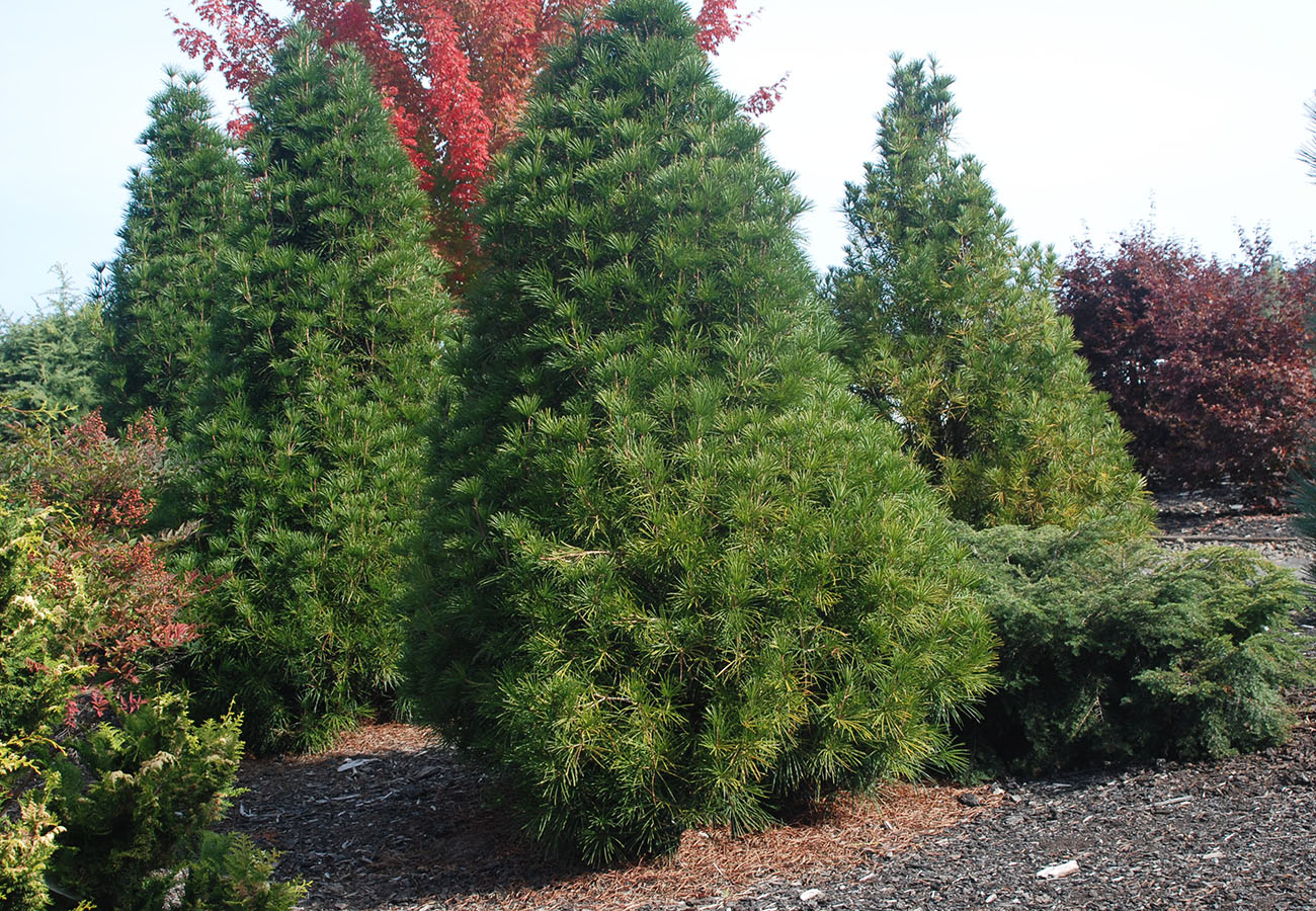 Сциадопитис