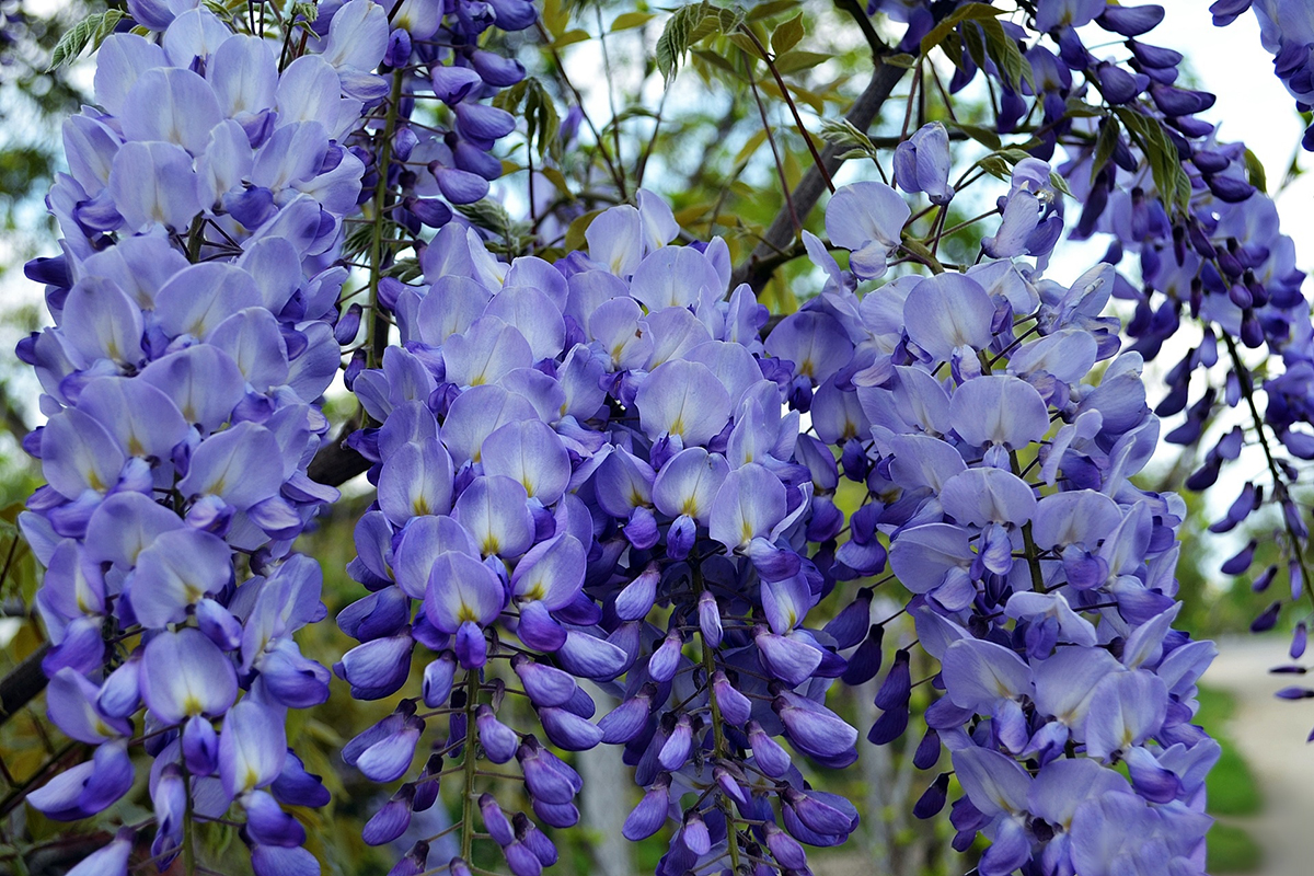 Глициния Глициния