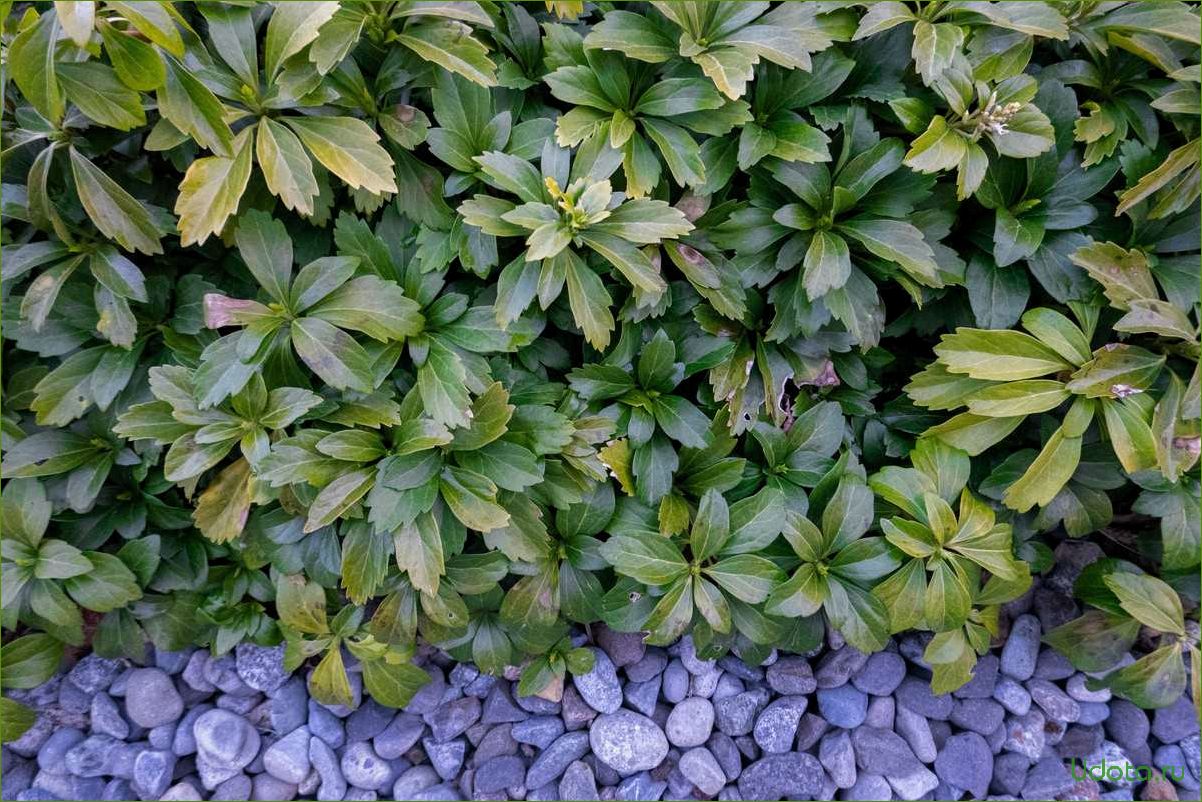 Пахизандра Пахизандра