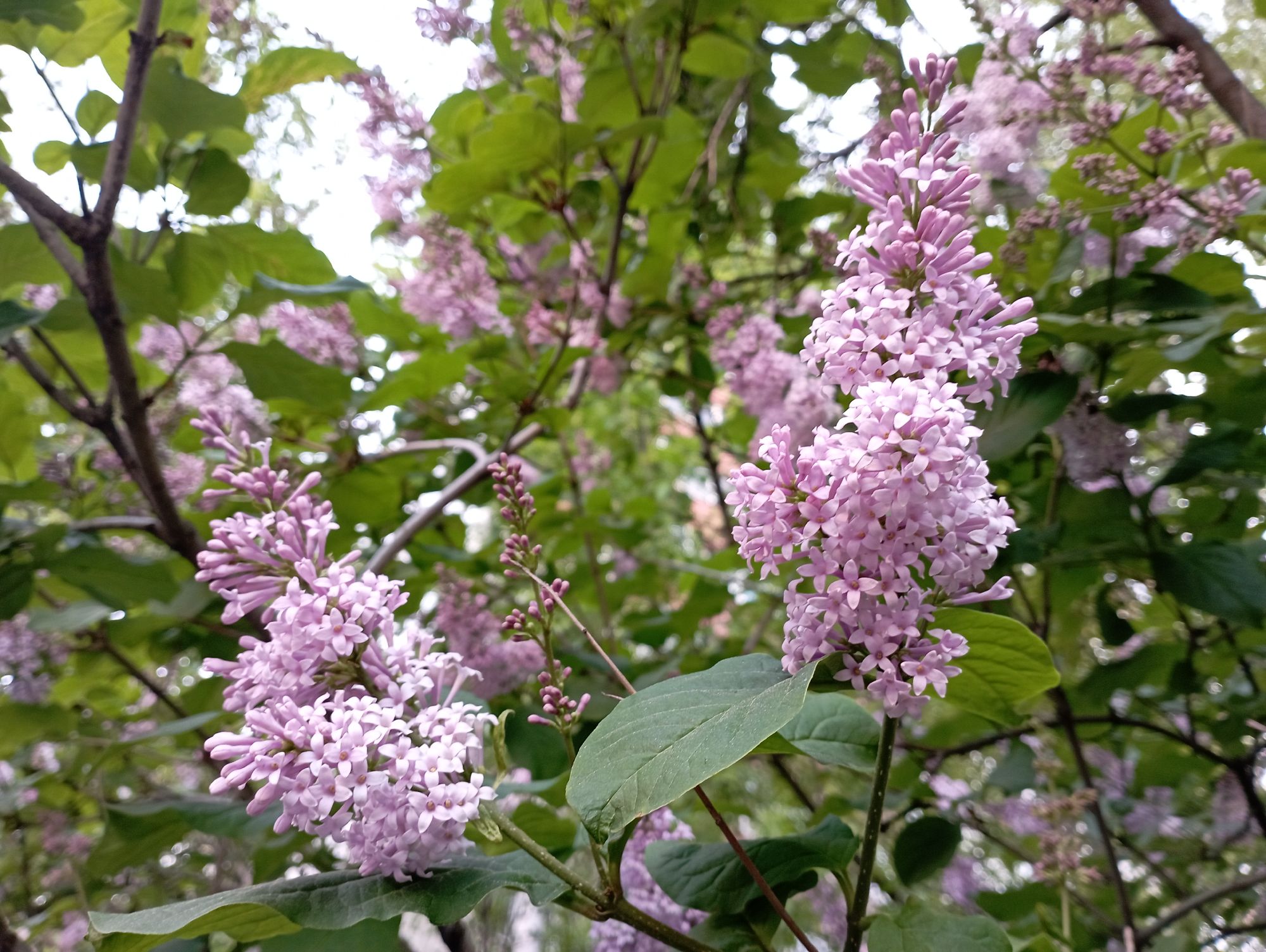 Сирень персидская