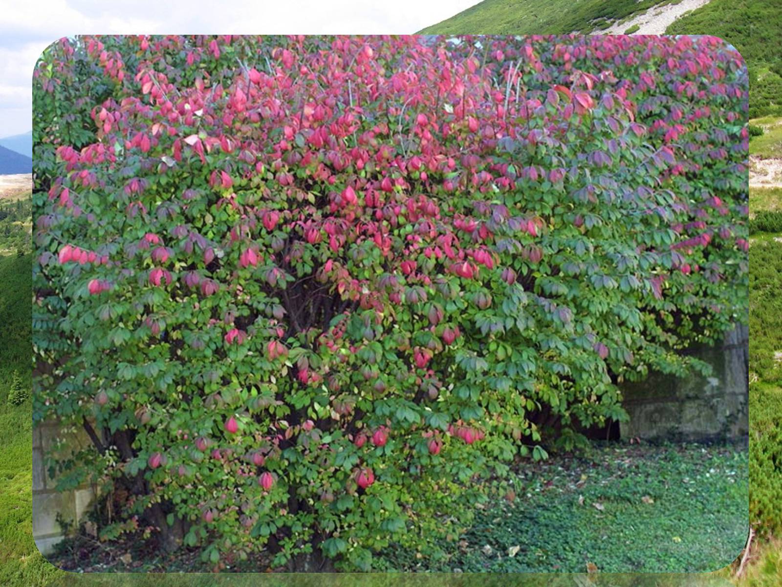 Бересклет европейский