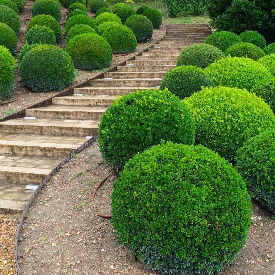 Самшит Самшит