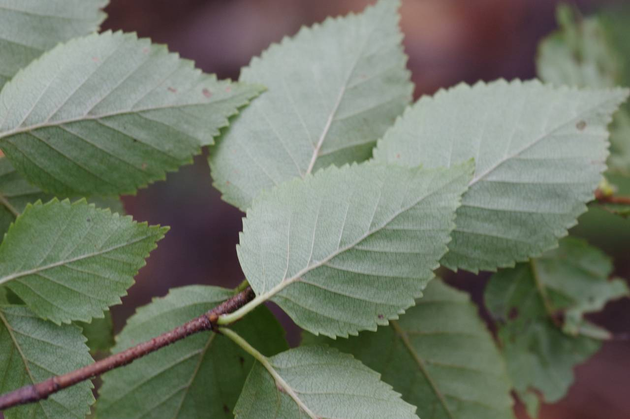 Береза даурская