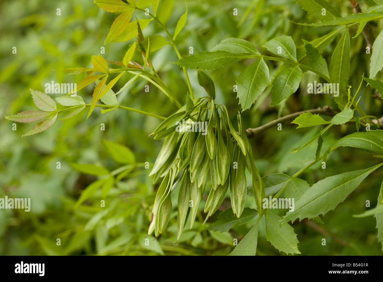 Ясень узколистный Ясень узколистный