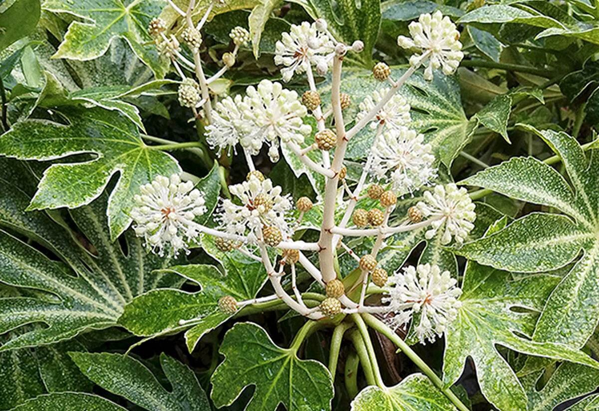 Каштан японский