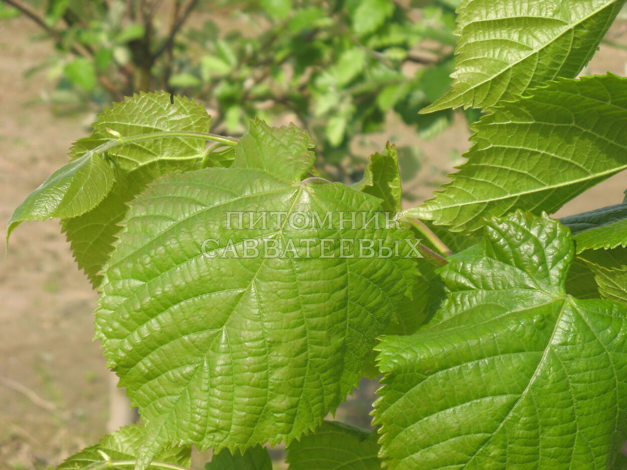 Липа крупнолистная