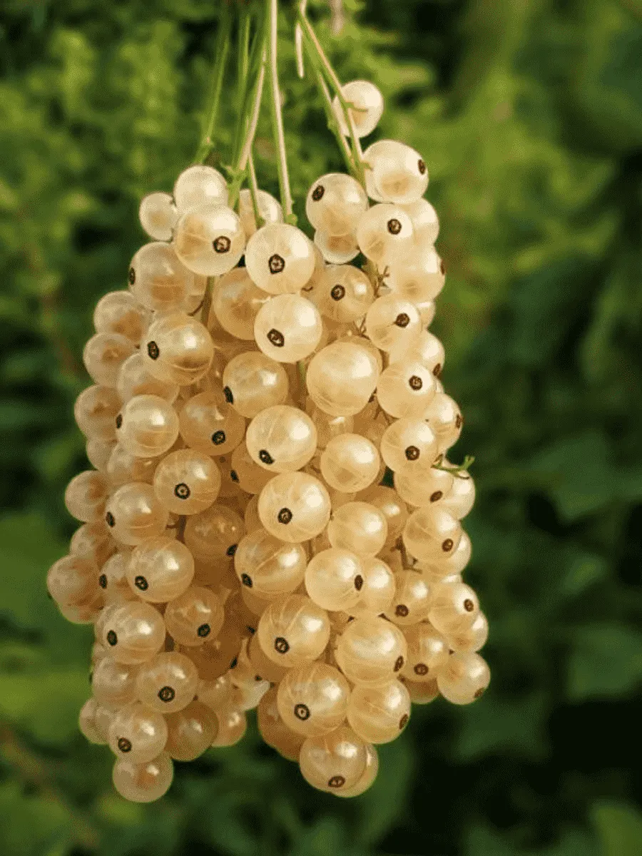 Смородина Смородина