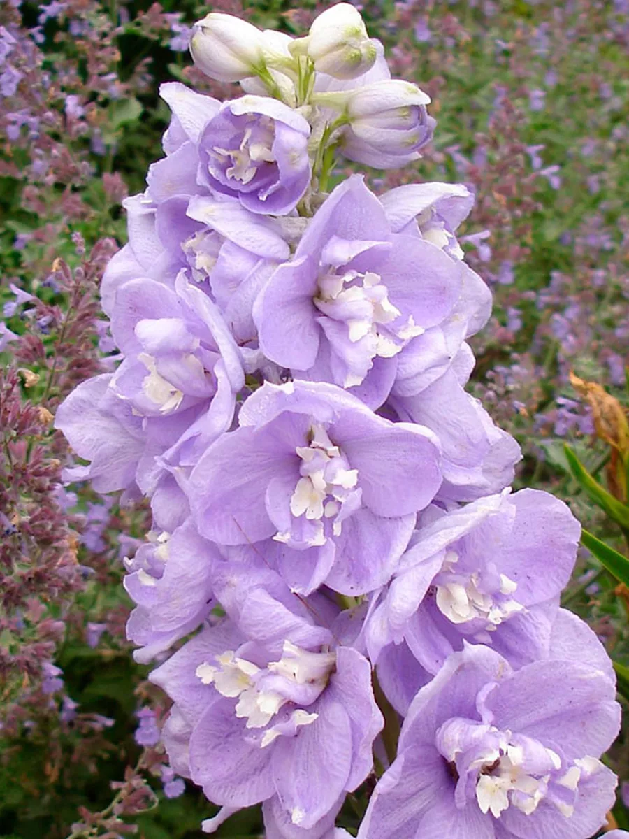 Дельфиниум