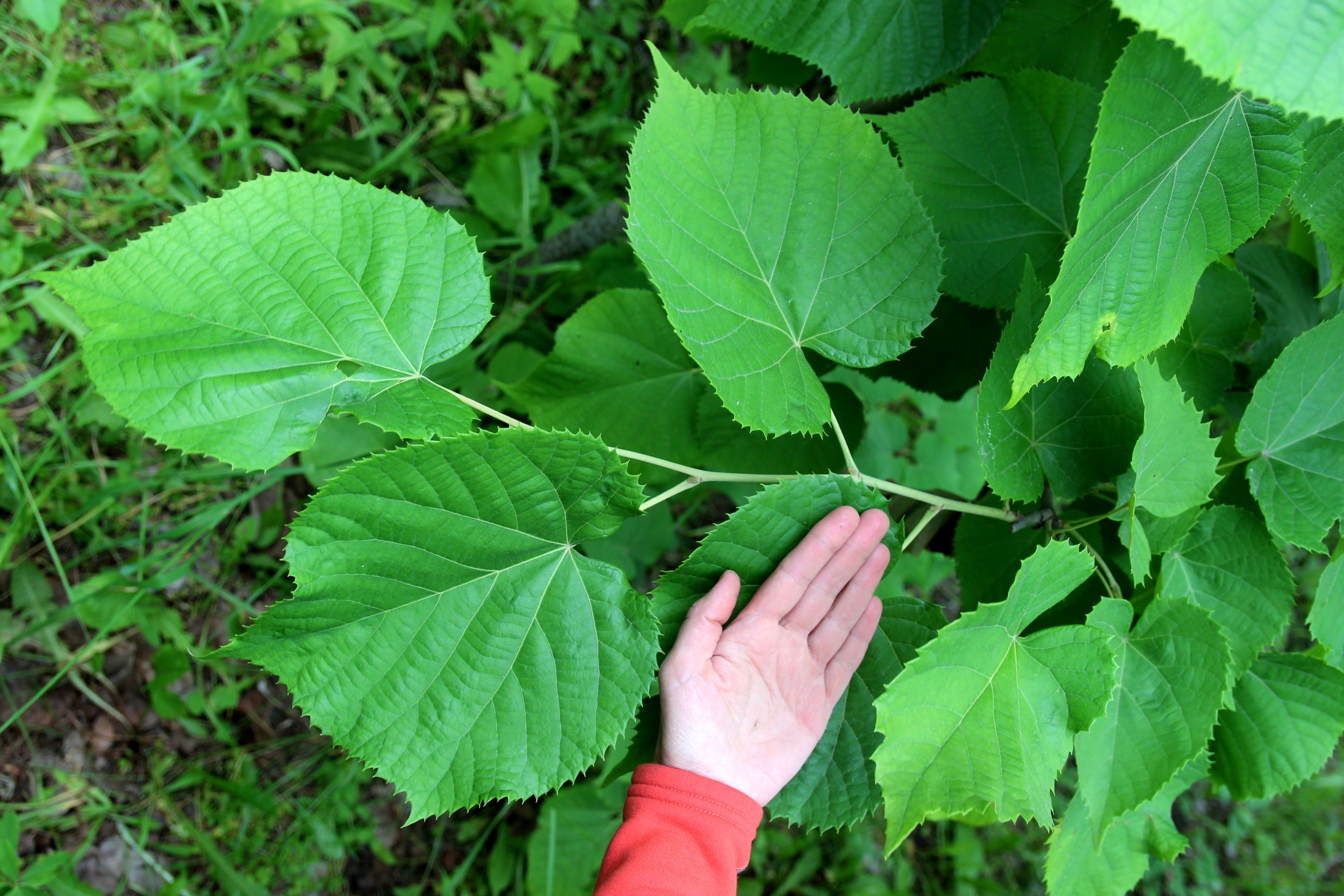 Липа маньчжурская