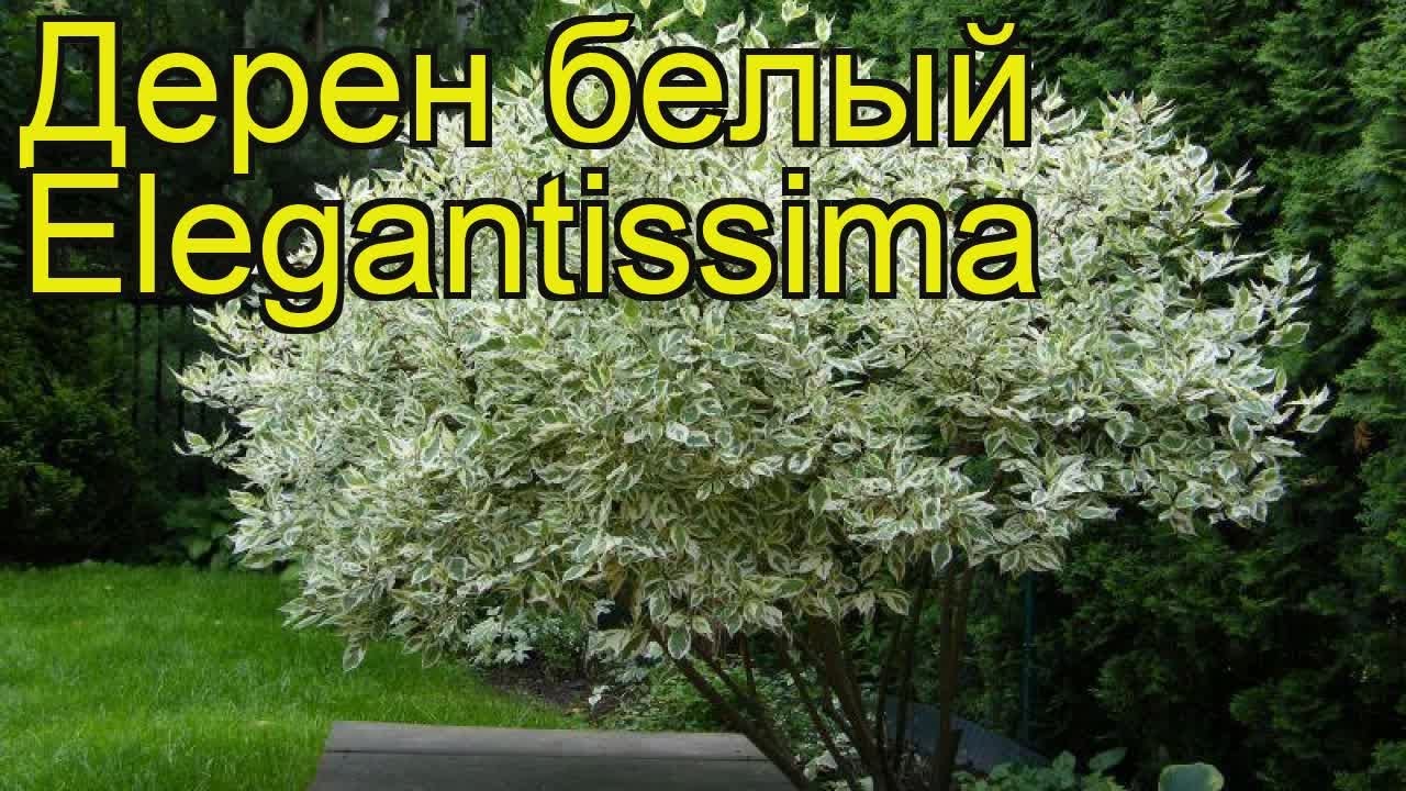 Дерен Натела Дерен Натела