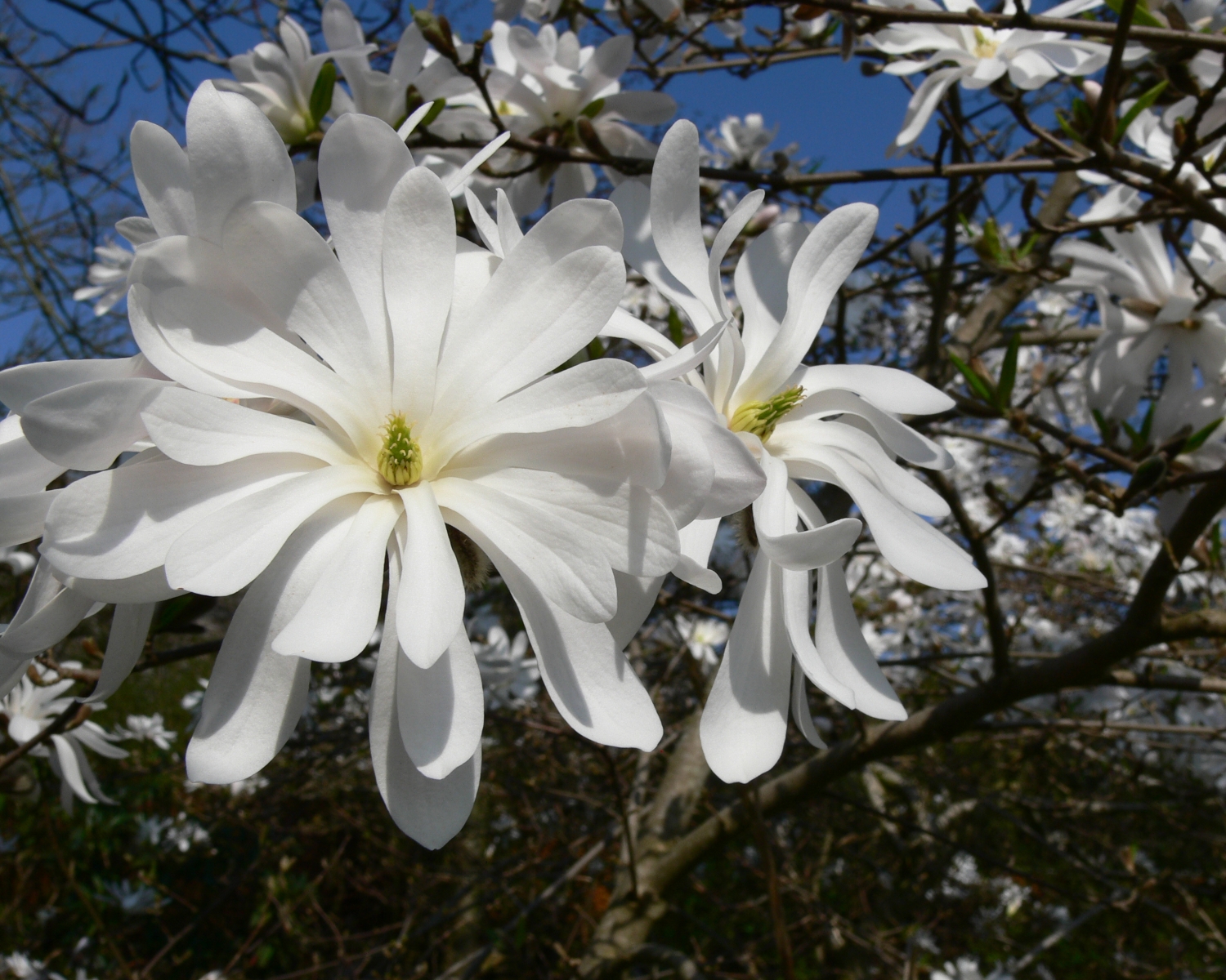 Магнолия звездчатая
