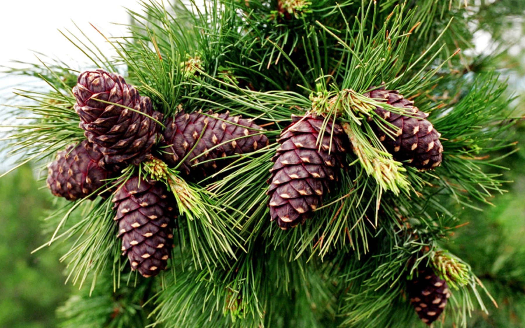 Сосна кедровая сибирская