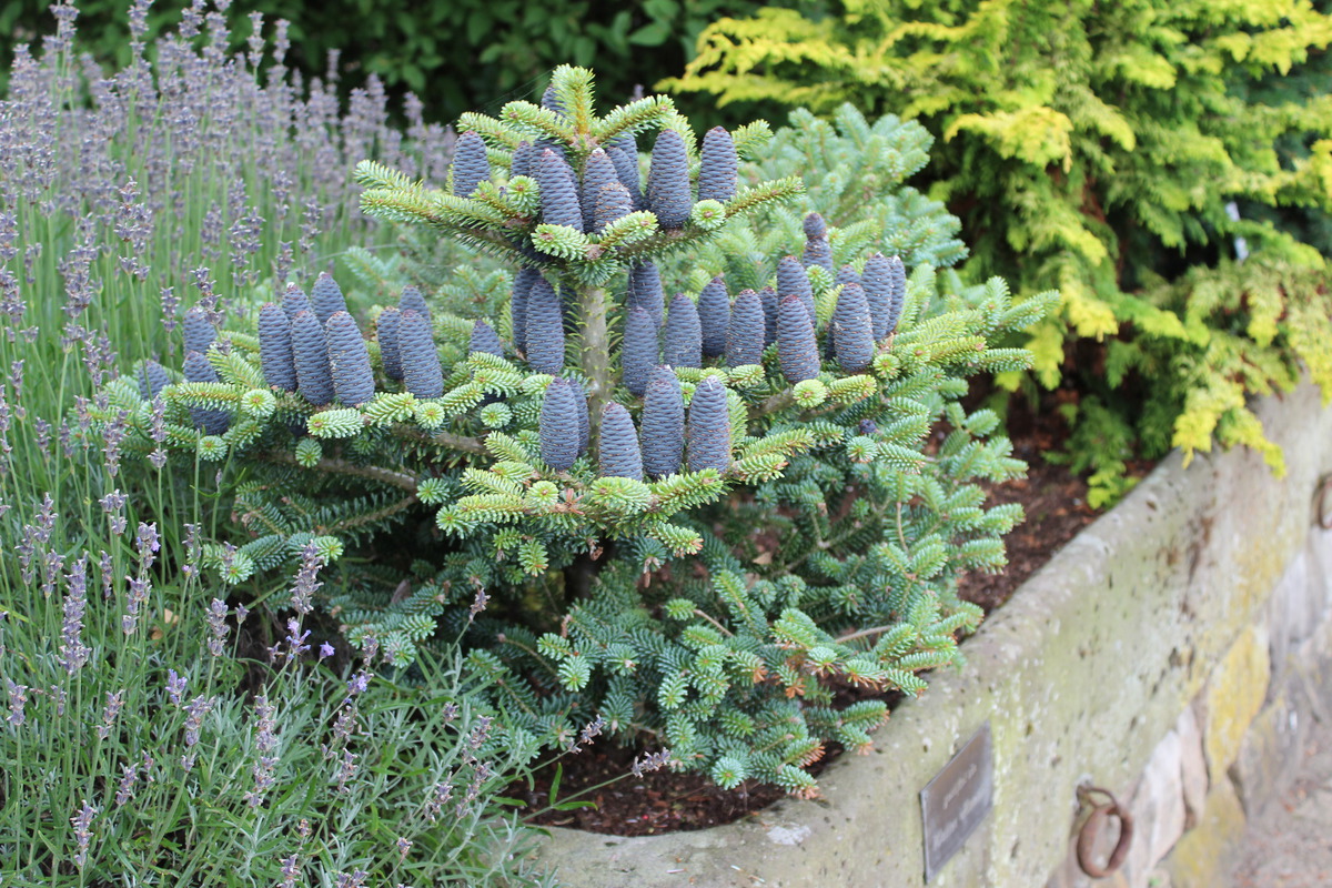 Пихта корейская