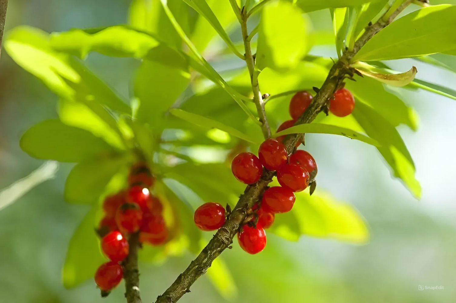 Волчье лыко