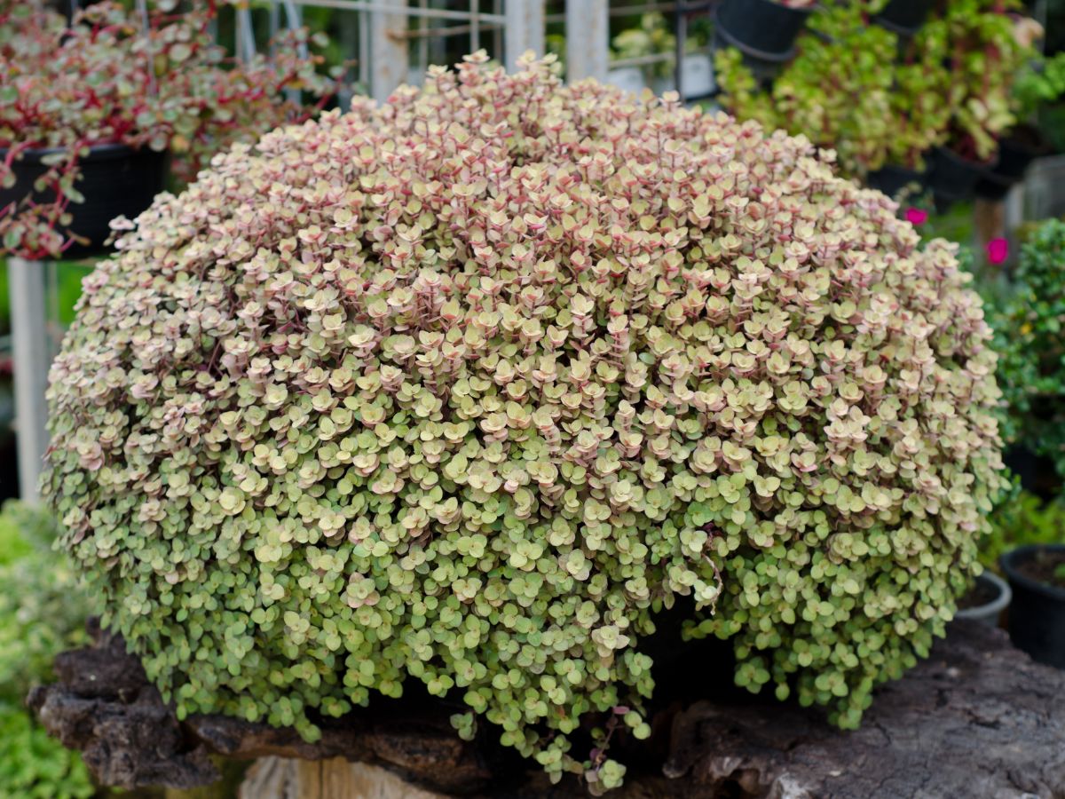 Барнадезия