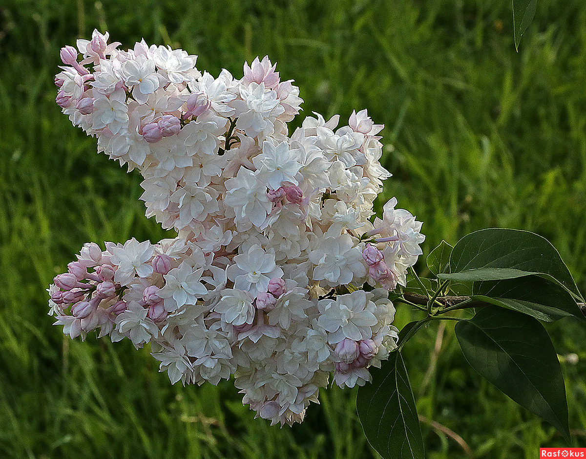 Сирень Комарова