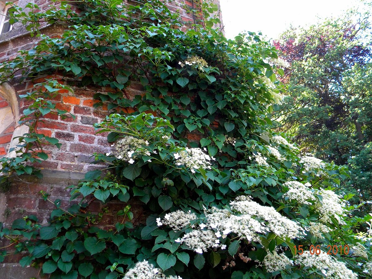 Гортензия черешковая Гортензия черешковая