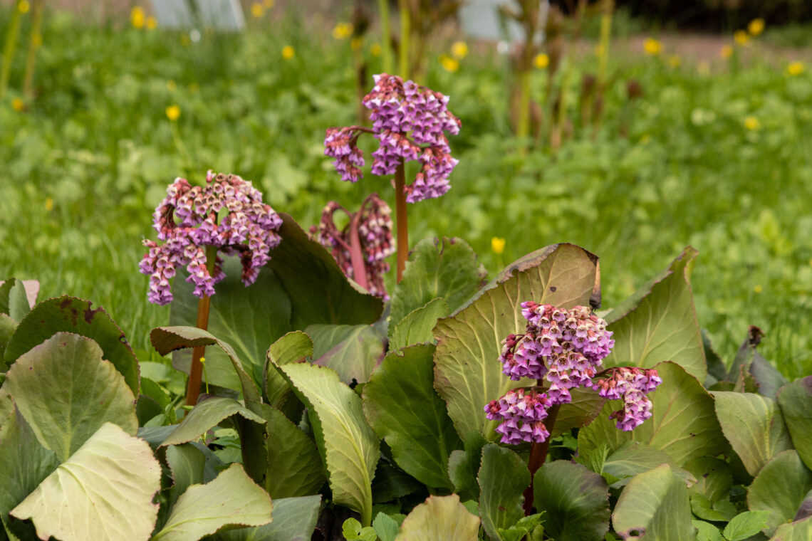 Бадан толстолистный