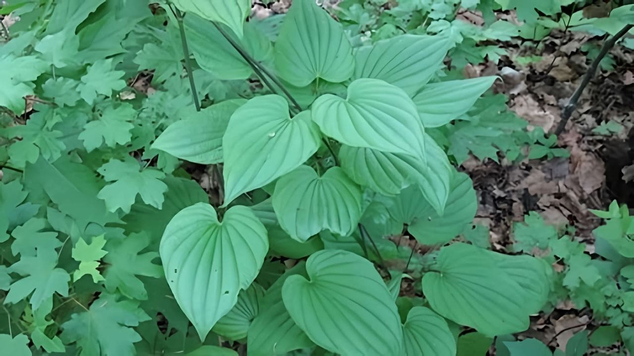 Диоскорея Диоскорея