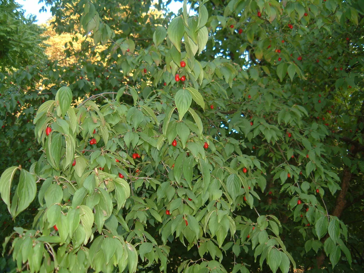 Дерен мужской