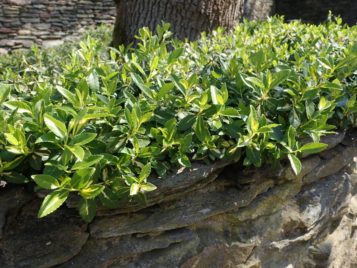 Бересклет Форчуна