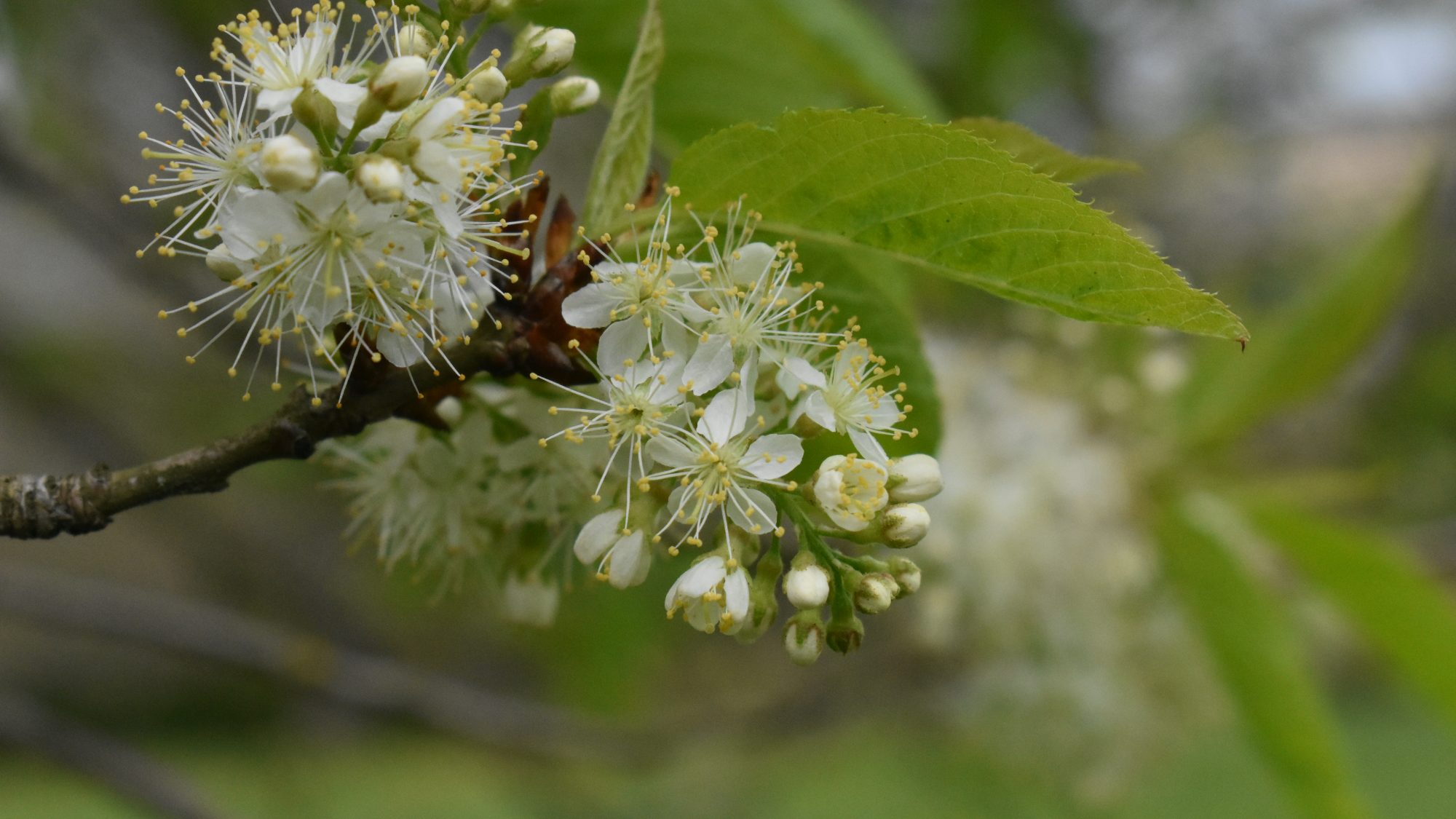 Черемуха Маака