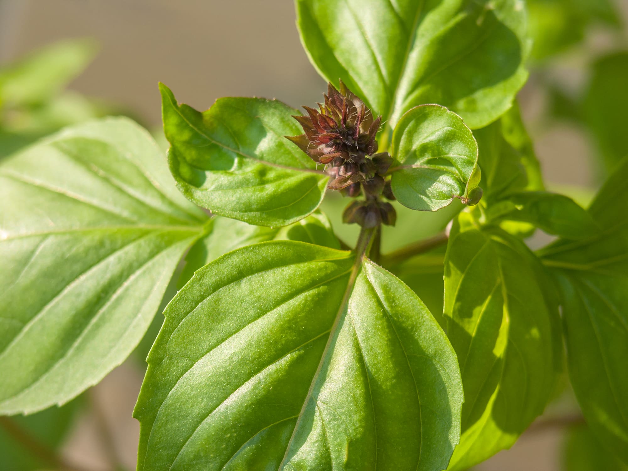 Базилик приятнейший