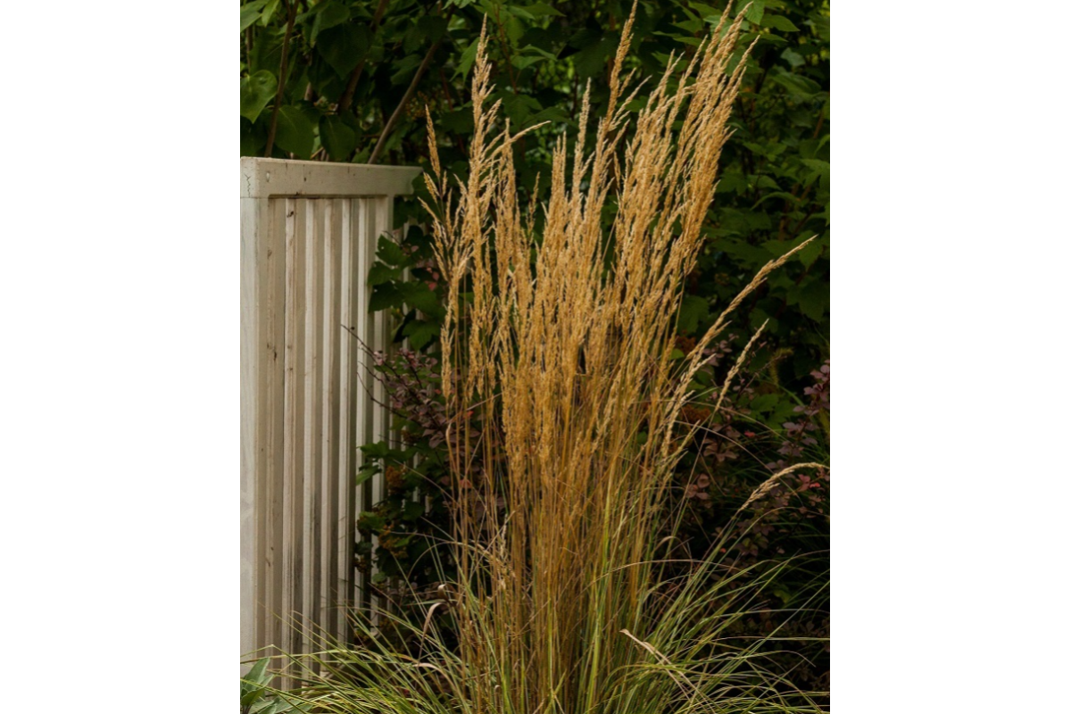 Вейник Вейник